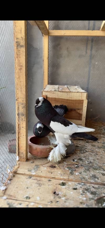 Pouter Breeder pair ghobaray walay