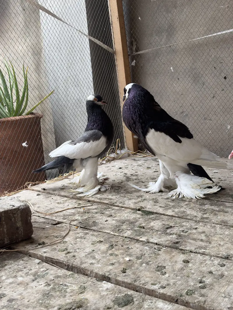 Pouter Breeder pair ghobaray walay — photo 3