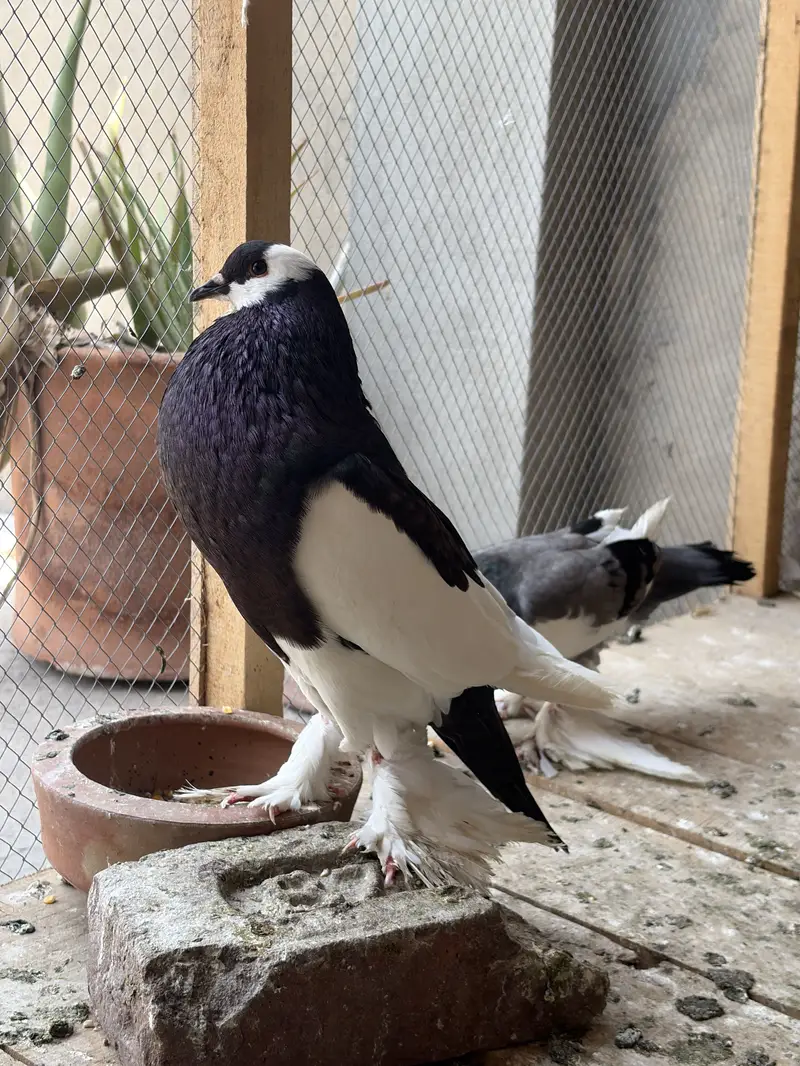 Pouter Breeder pair ghobaray walay — photo 5