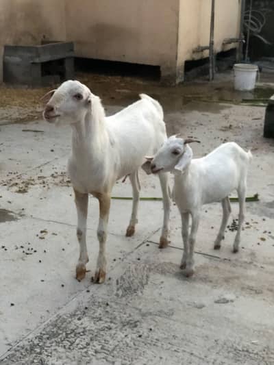 Teddy Barbari Goats Males and Female