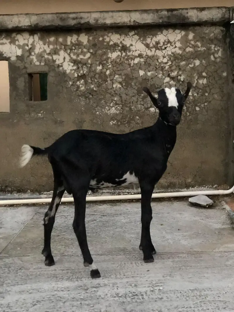 Teddy Barbari Goats Males and Female — photo 2