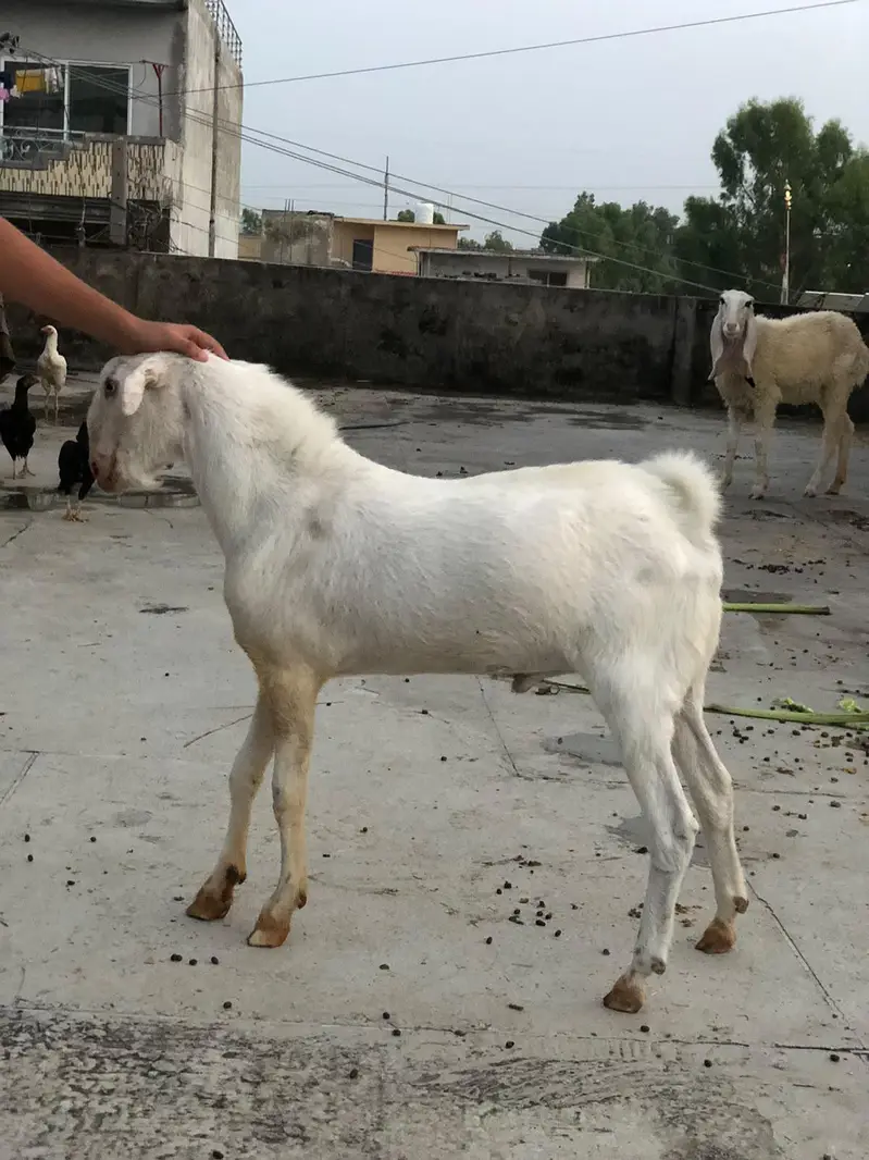 Teddy Barbari Goats Males and Female — photo 3