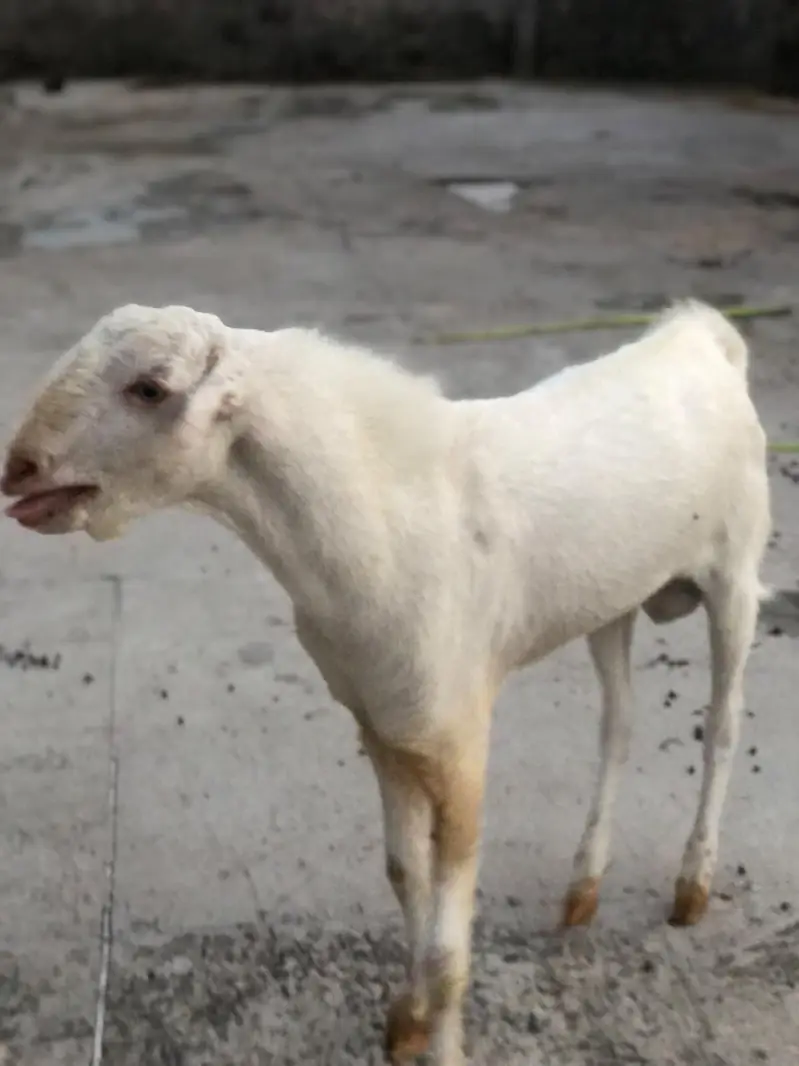 Teddy Barbari Goats Males and Female — photo 4