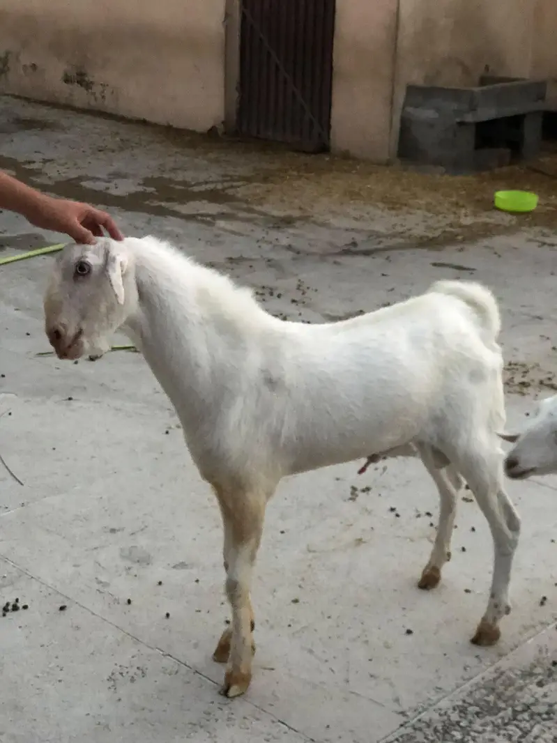 Teddy Barbari Goats Males and Female — photo 5