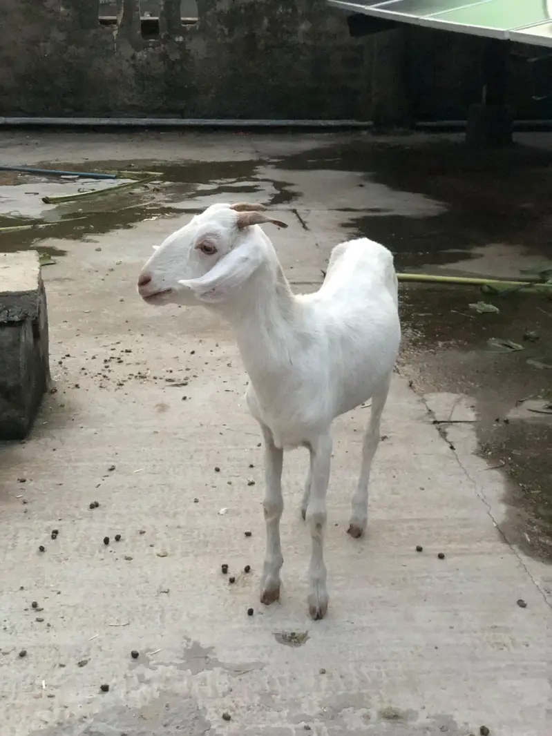 Teddy Barbari Goats Males and Female — photo 6