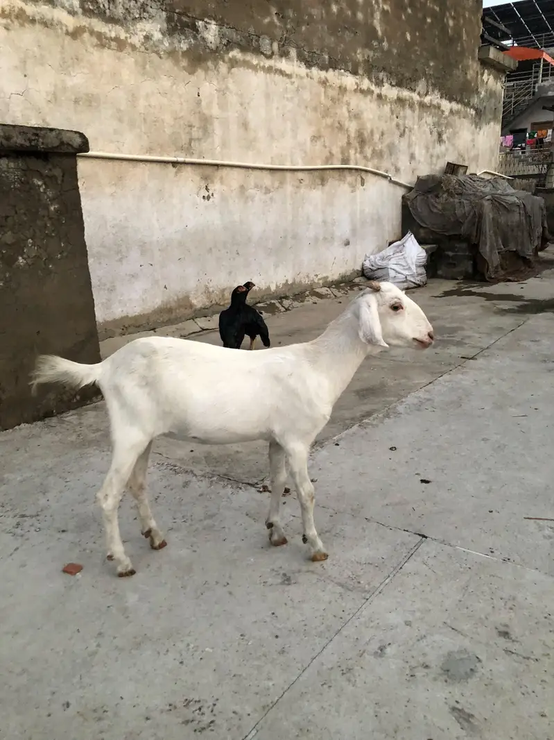 Teddy Barbari Goats Males and Female — photo 7