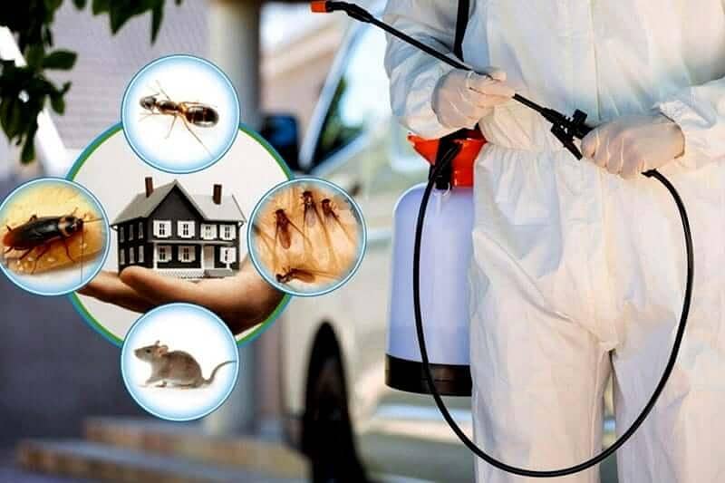 Fumigation And Termite Work 2