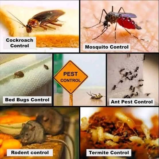 Fumigation And Termite Work 3