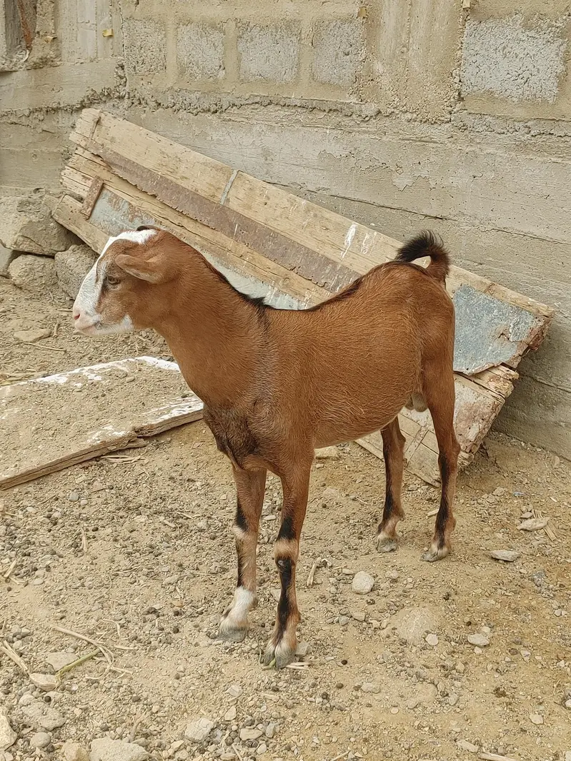 Teddy bakre and bakriyan — photo 2