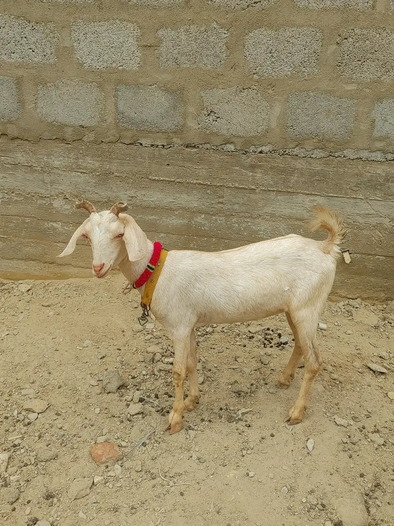 Teddy bakre and bakriyan — photo 3