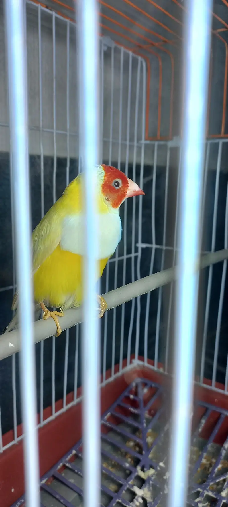 lutino gouldian male