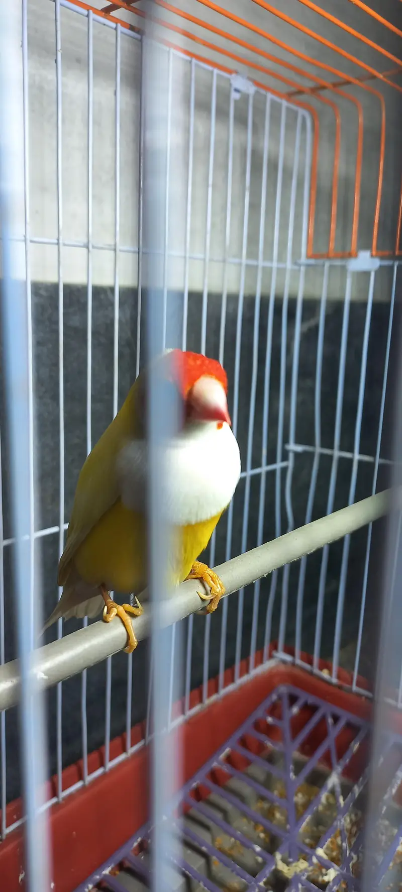 lutino gouldian male — photo 2