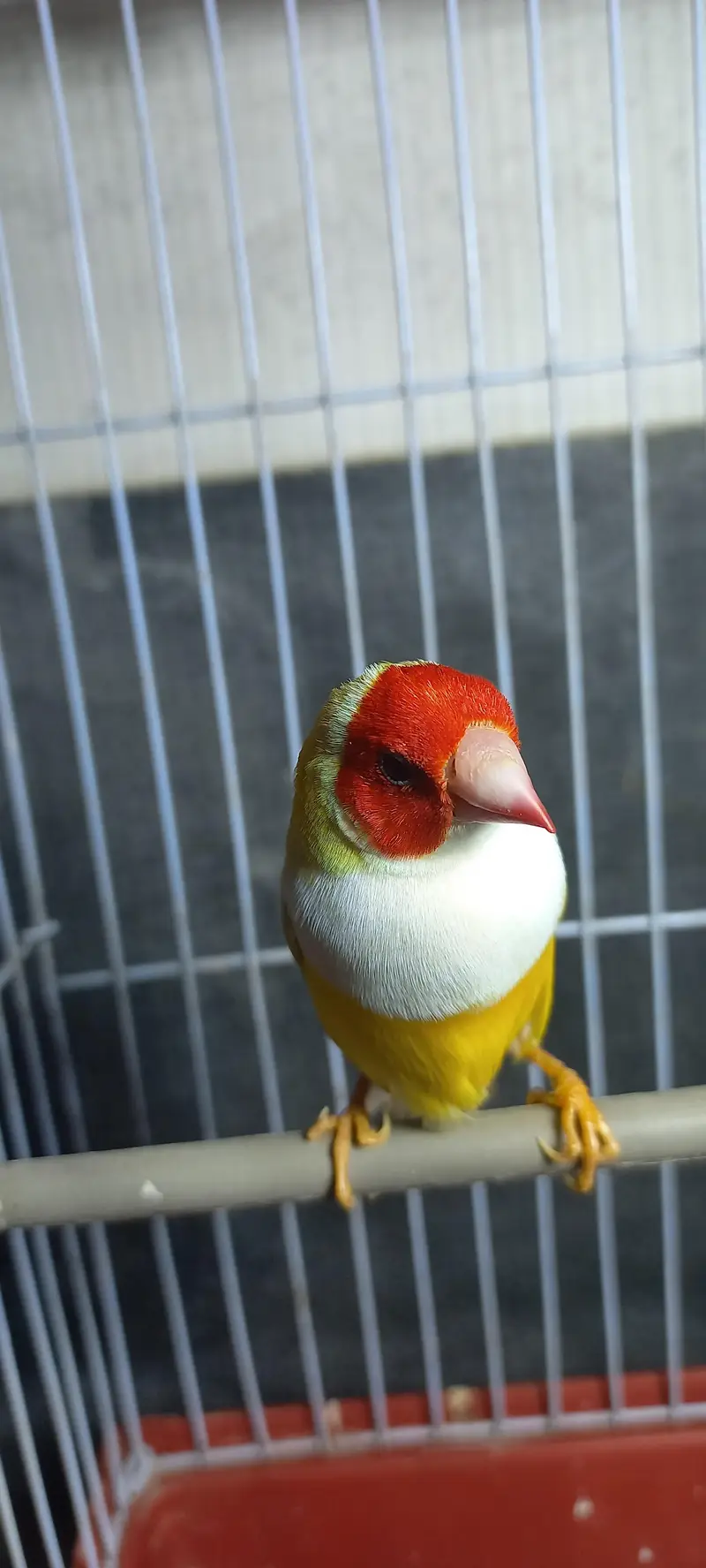 lutino gouldian male — photo 3