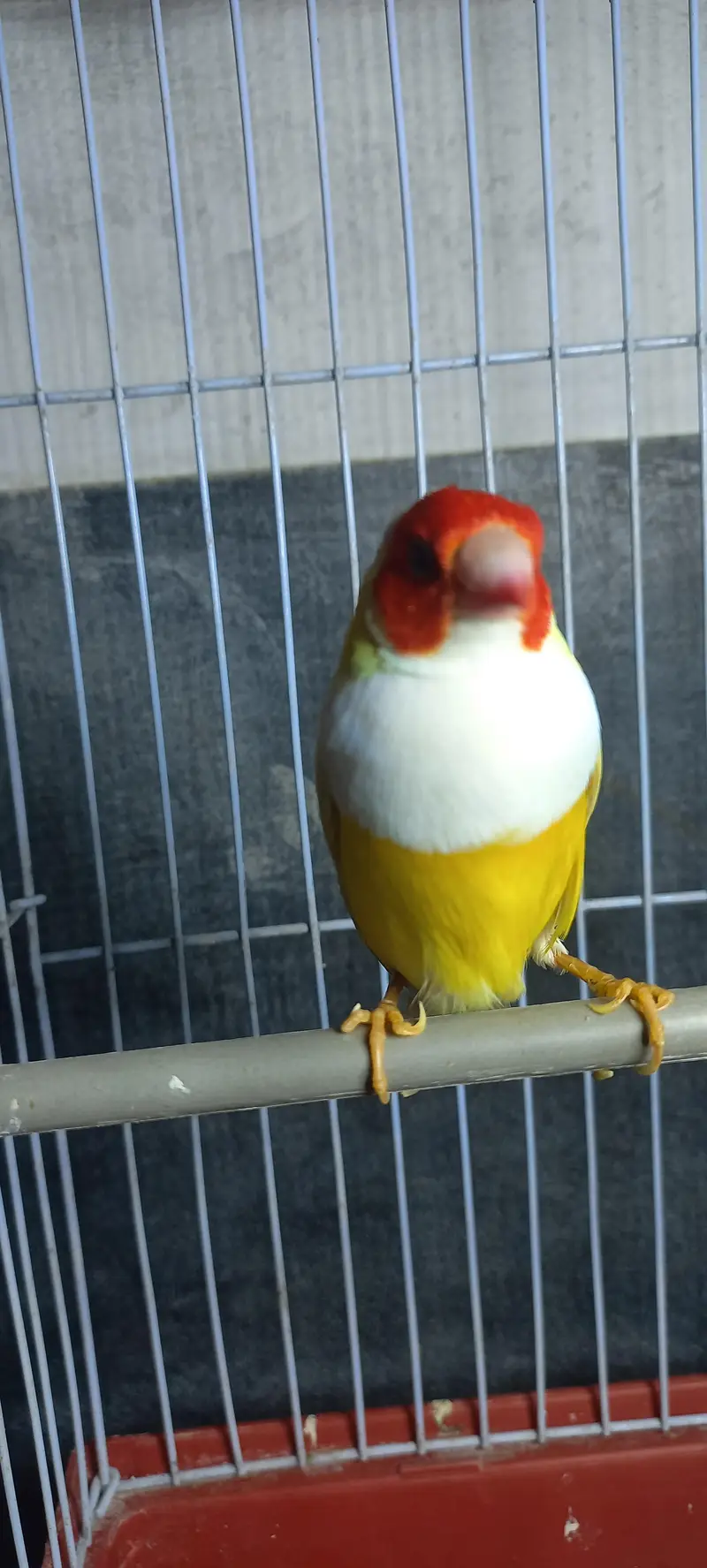 lutino gouldian male — photo 4