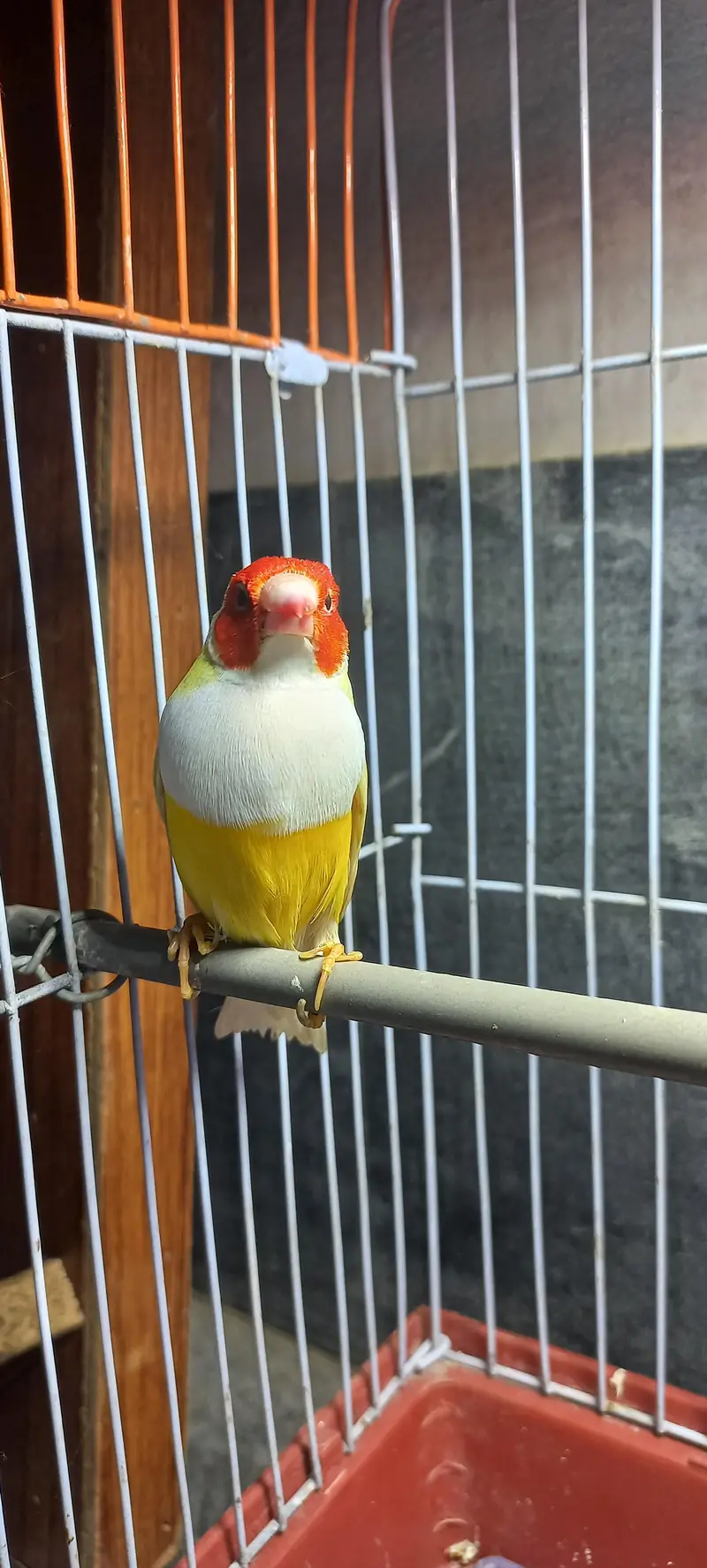 lutino gouldian male — photo 5