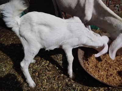 Goat with 2 male kids