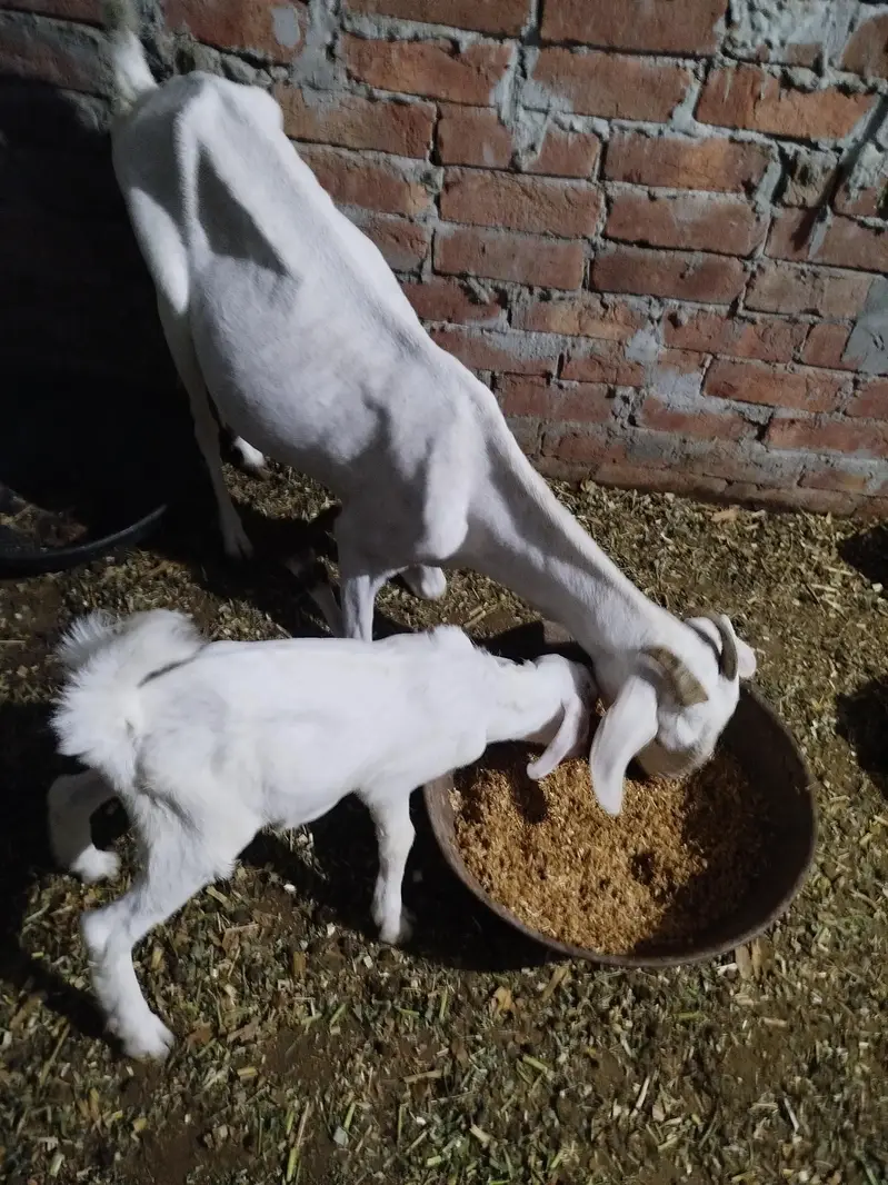 Goat with 2 male kids — photo 2