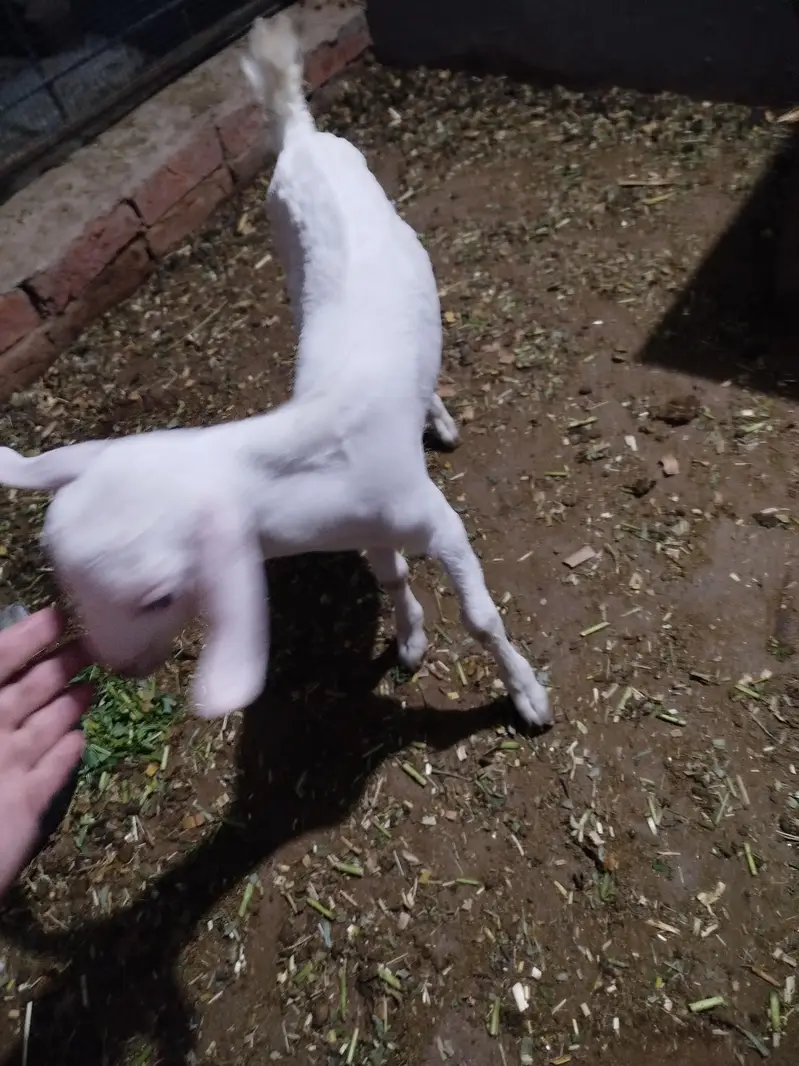 Goat with 2 male kids — photo 3