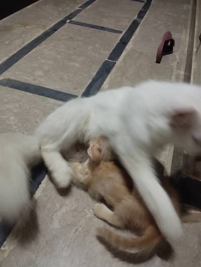 Female cat and 3 kittens available