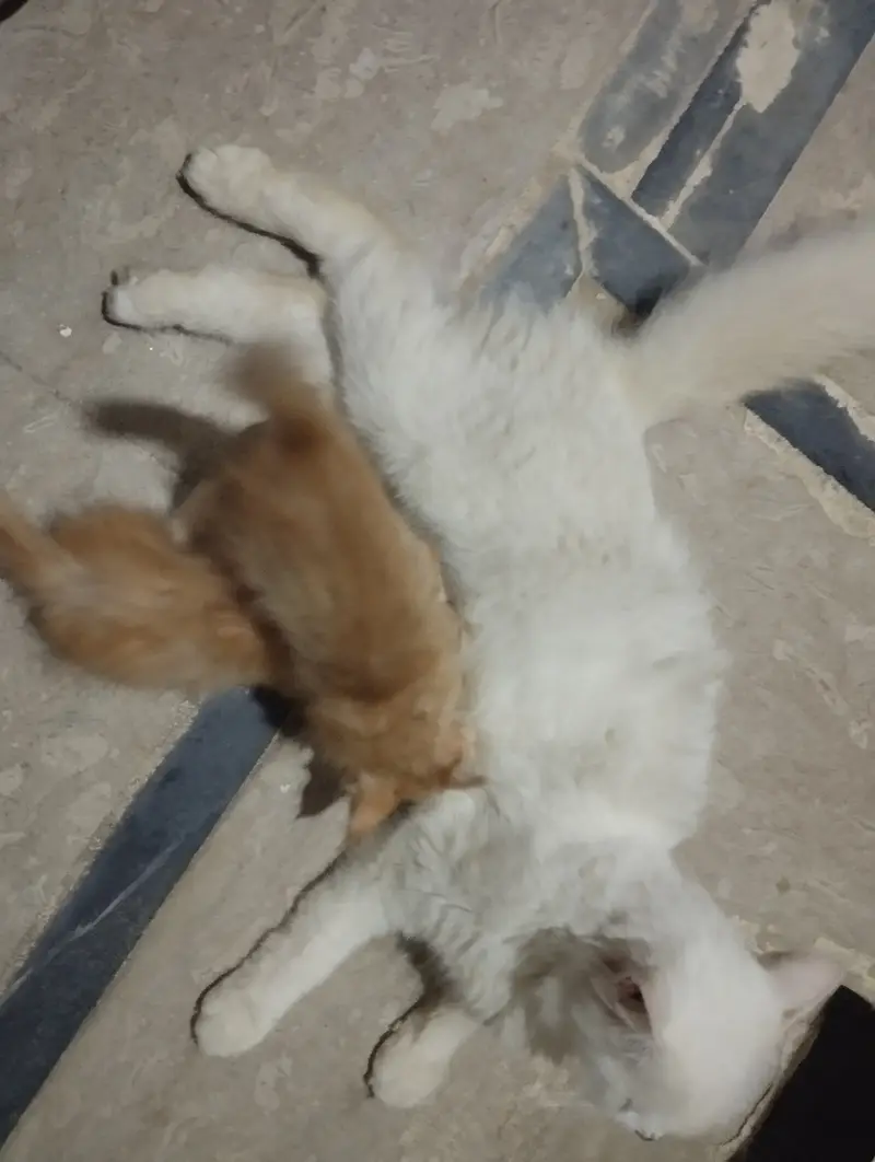 Female cat and 3 kittens available — photo 2