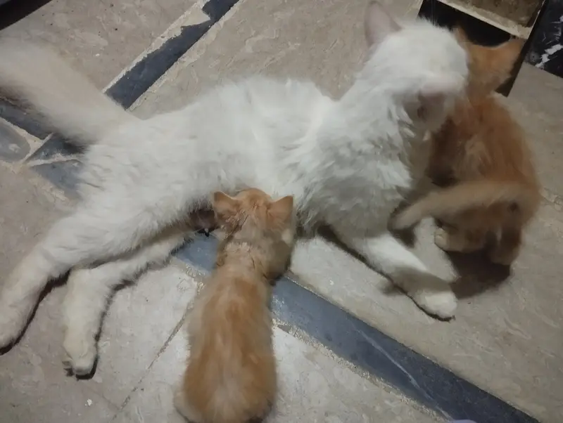 Female cat and 3 kittens available — photo 3