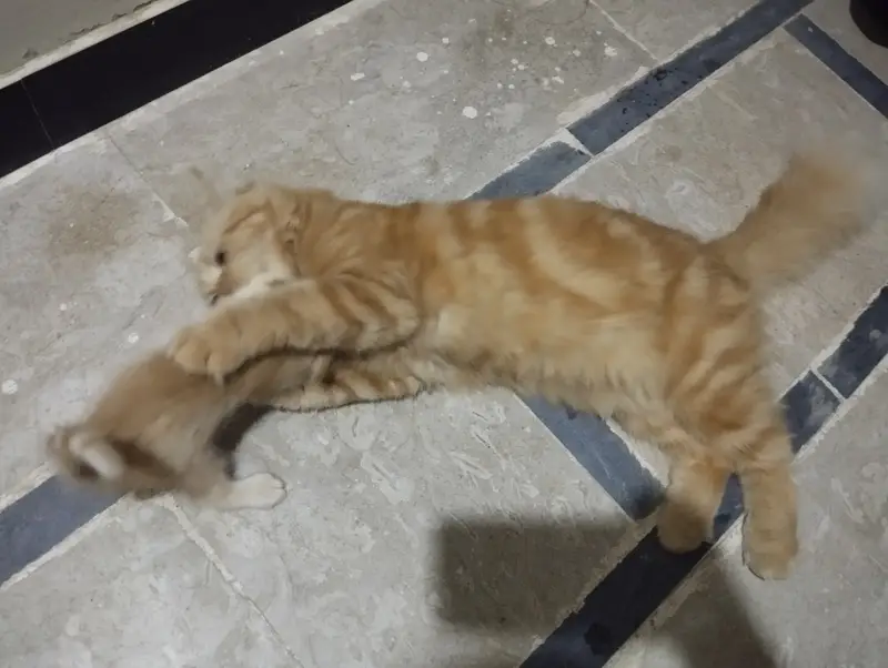 Female cat and 3 kittens available — photo 4