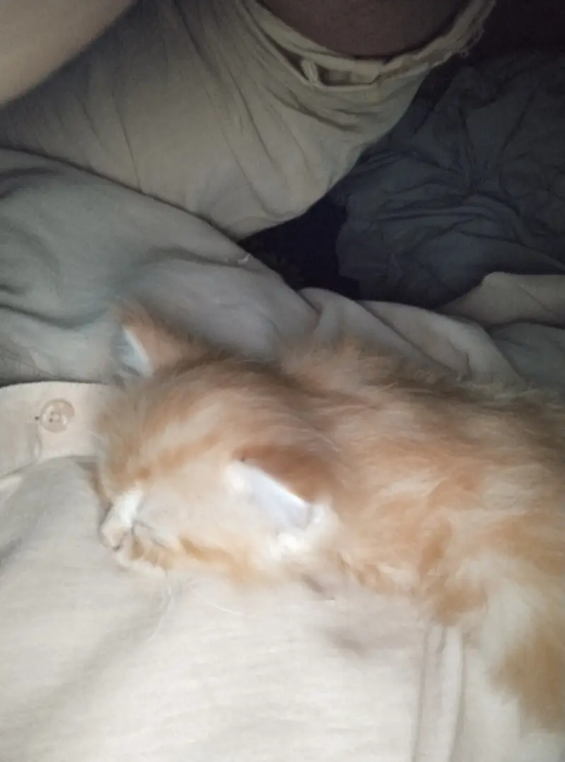 Female cat and 3 kittens available — photo 5