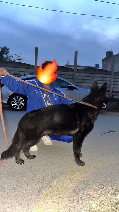 BLACK GERMAN SHEPHERD FEMALE