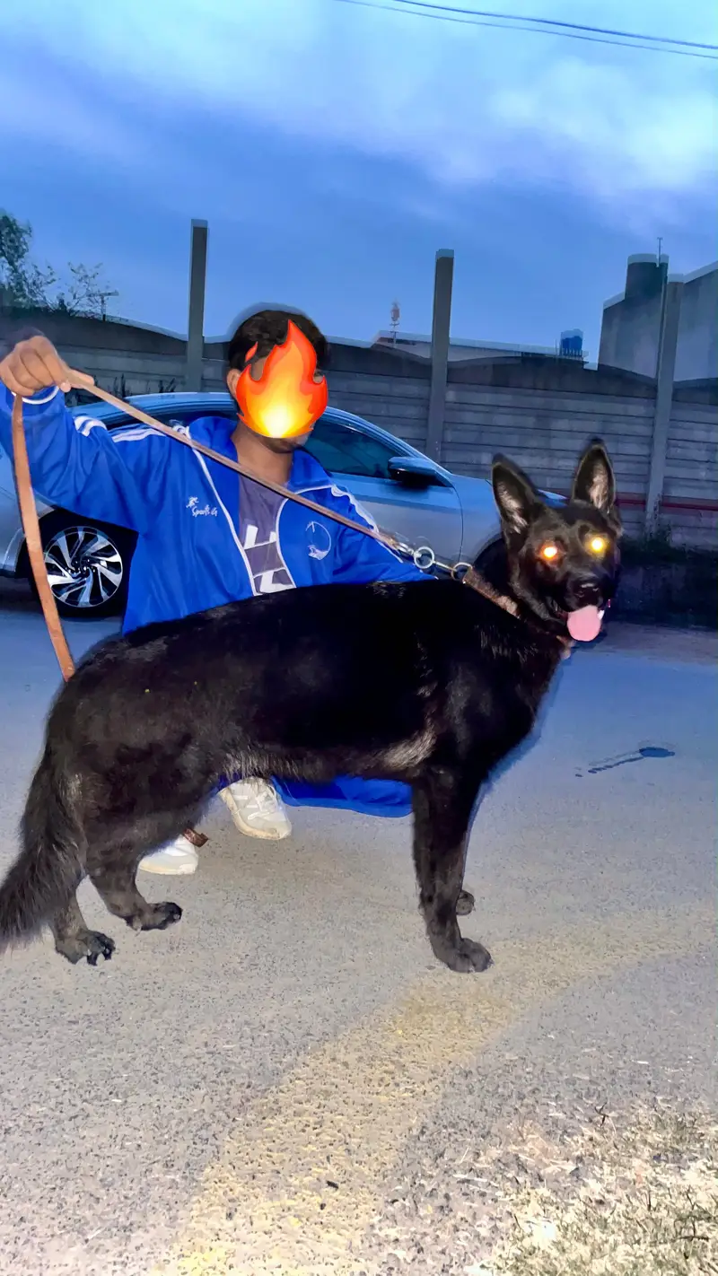BLACK GERMAN SHEPHERD FEMALE — photo 2