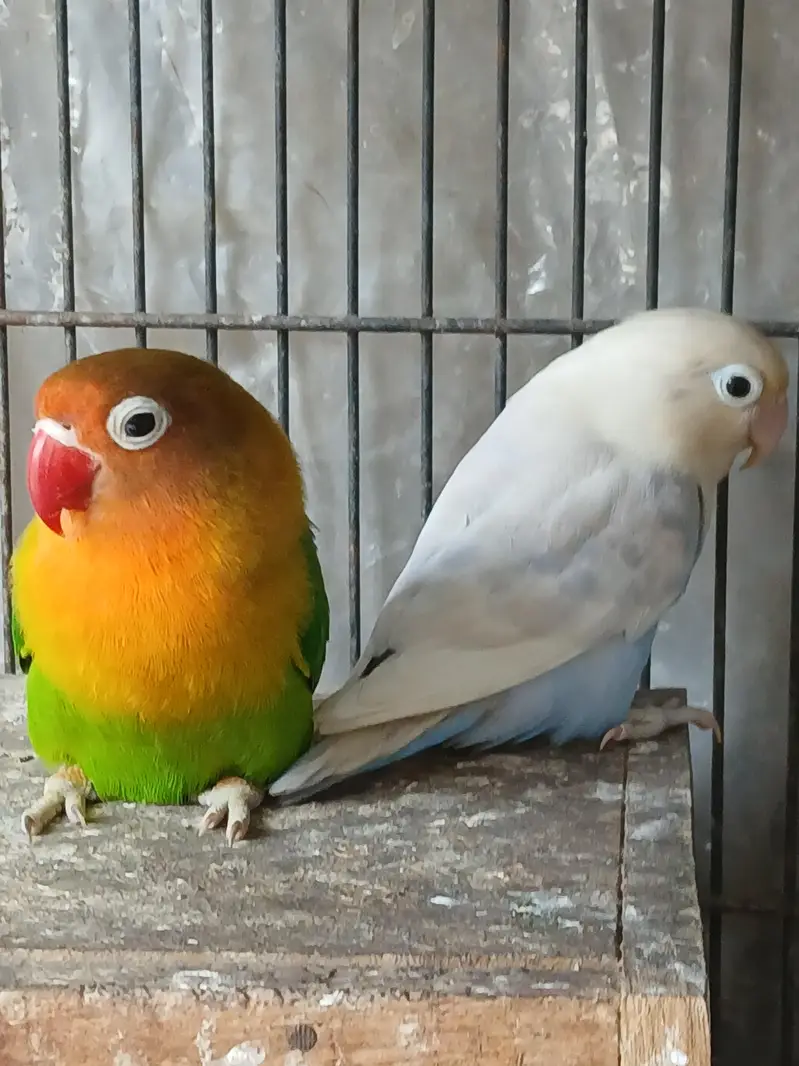 2 pair of love birds — photo 2