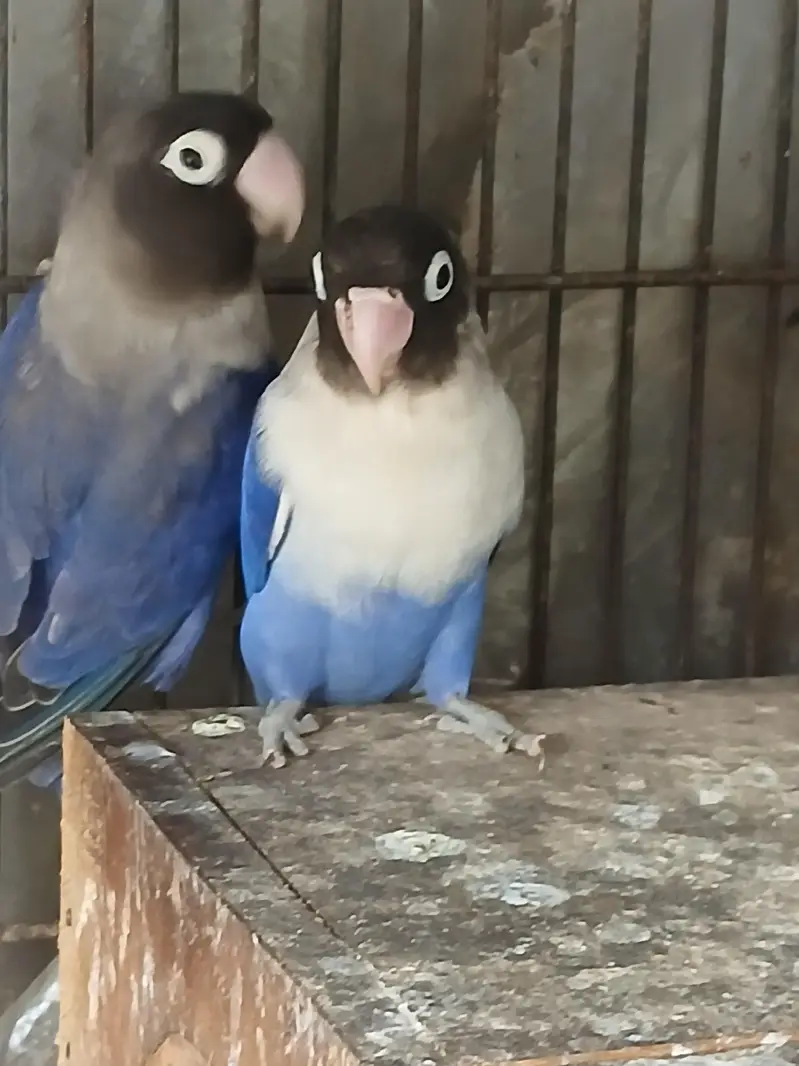2 pair of love birds — photo 3