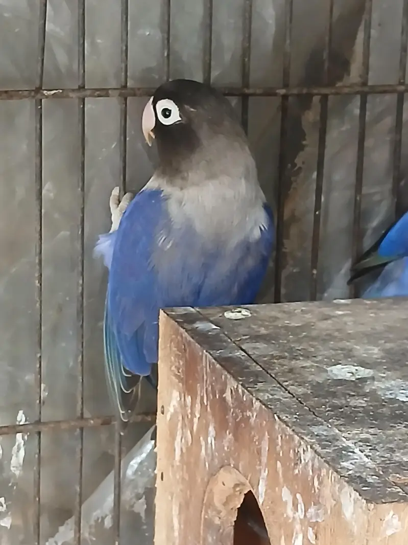 2 pair of love birds — photo 4