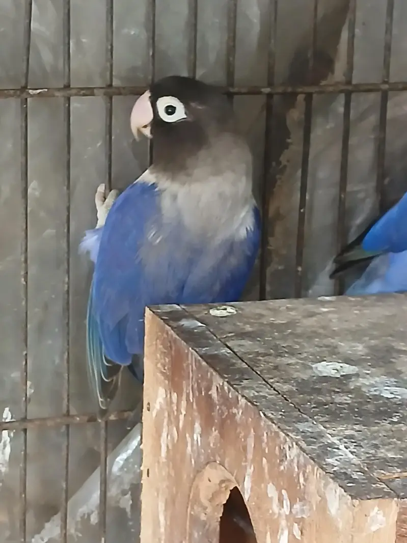 2 pair of love birds — photo 5