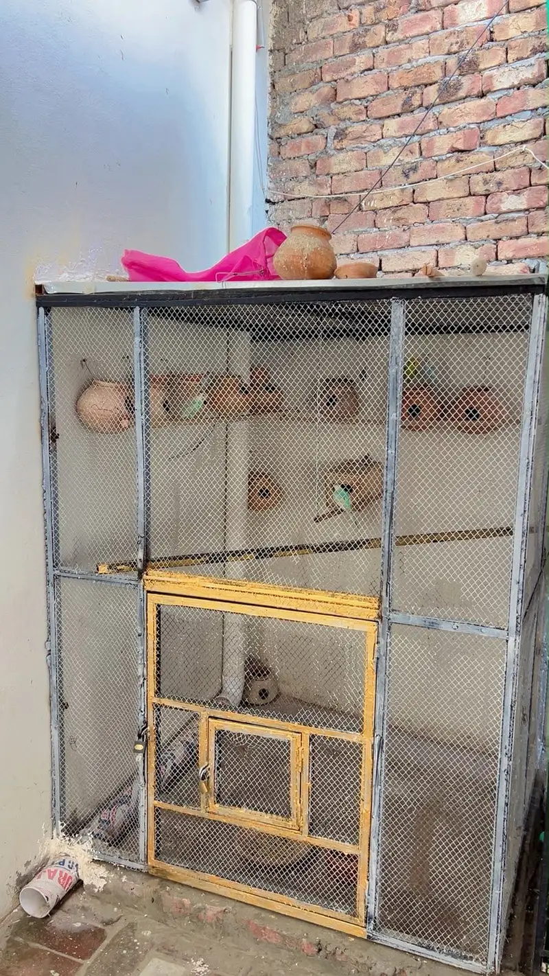 Birds cage 5/5 fet made with metal angle — photo 2