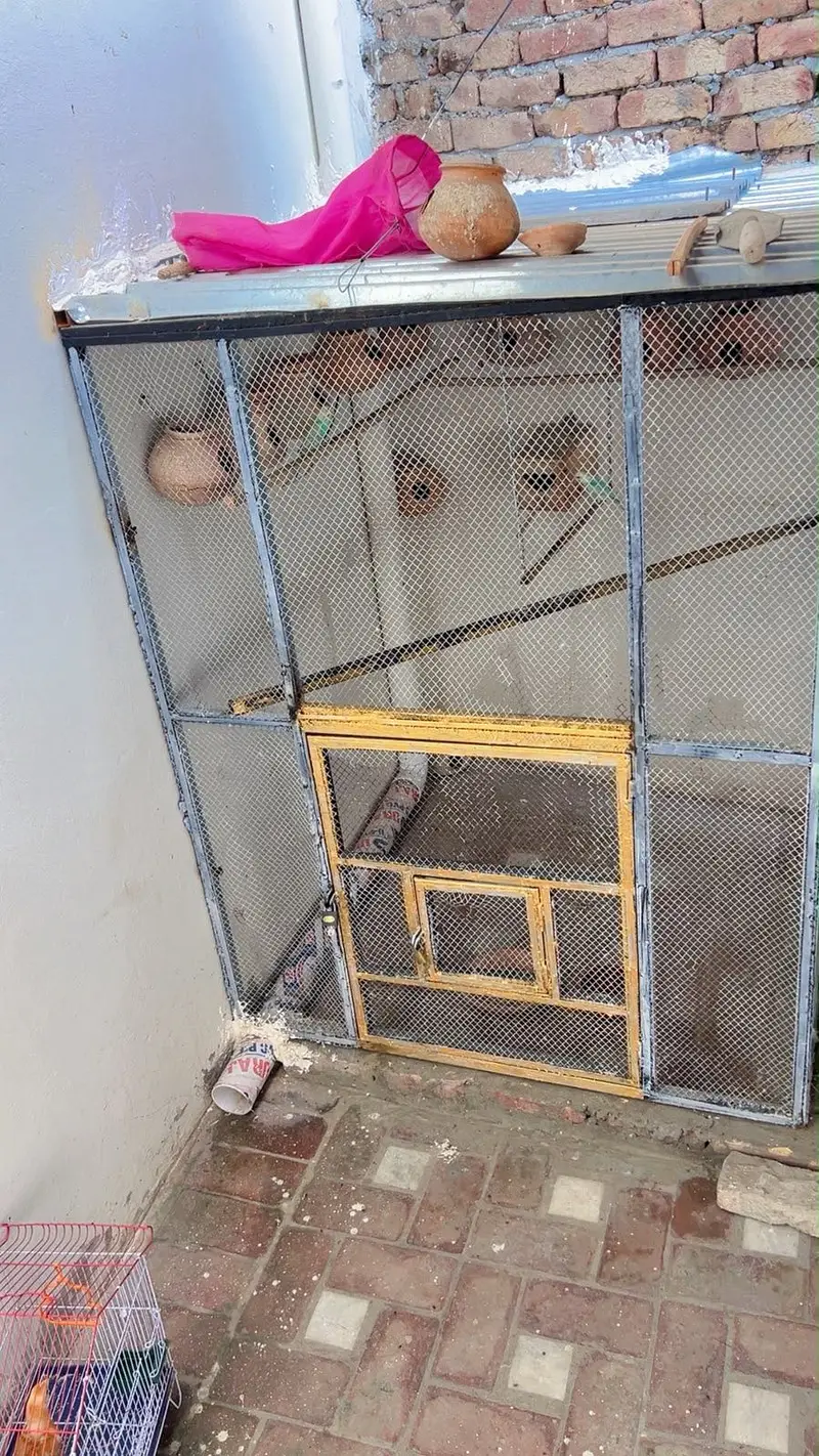 Birds cage 5/5 fet made with metal angle — photo 3