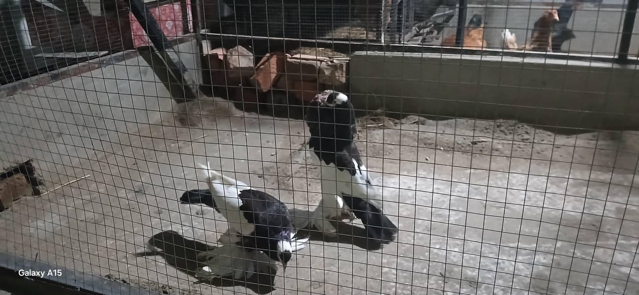 pouter breeder pair 0