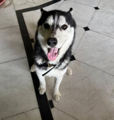 Husky for Sale/ pet