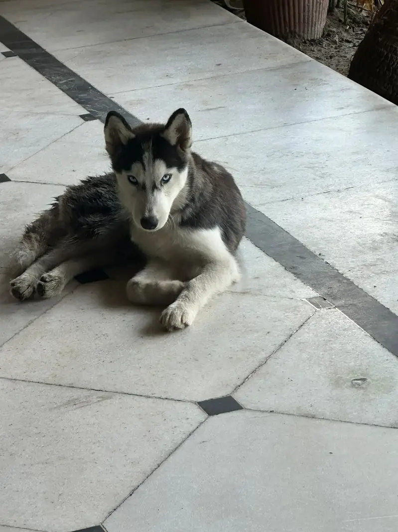 Husky for Sale/ pet — photo 3