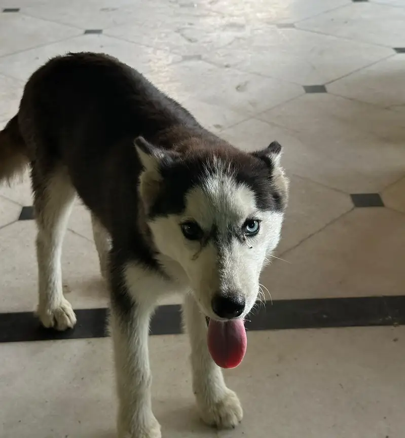 Husky for Sale/ pet — photo 4