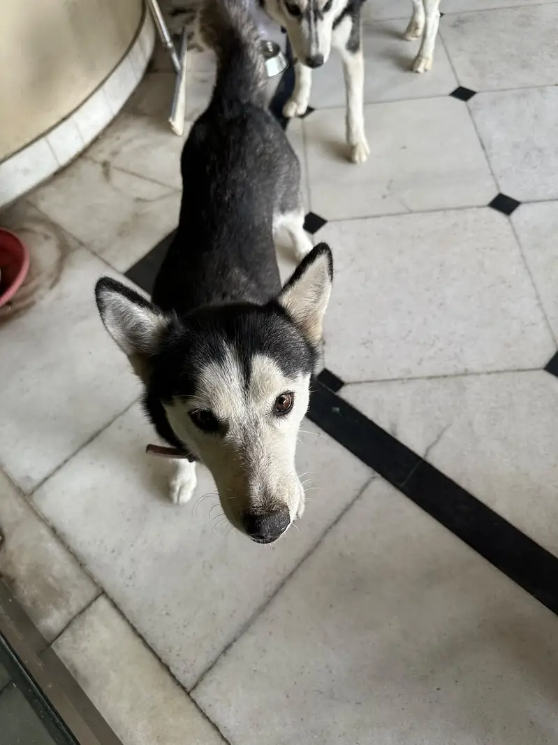 Husky for Sale/ pet — photo 5