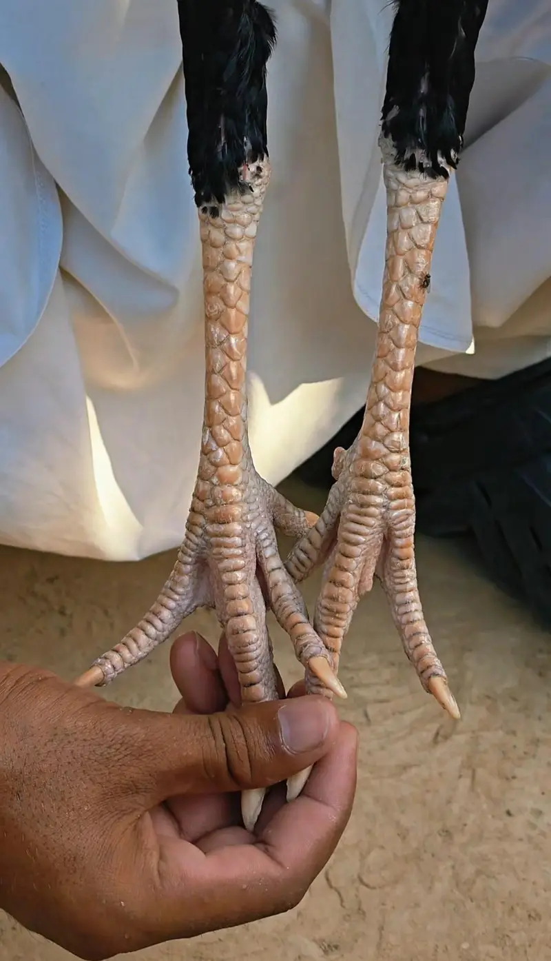 Pakistani aseel plus barmi mushka — photo 2
