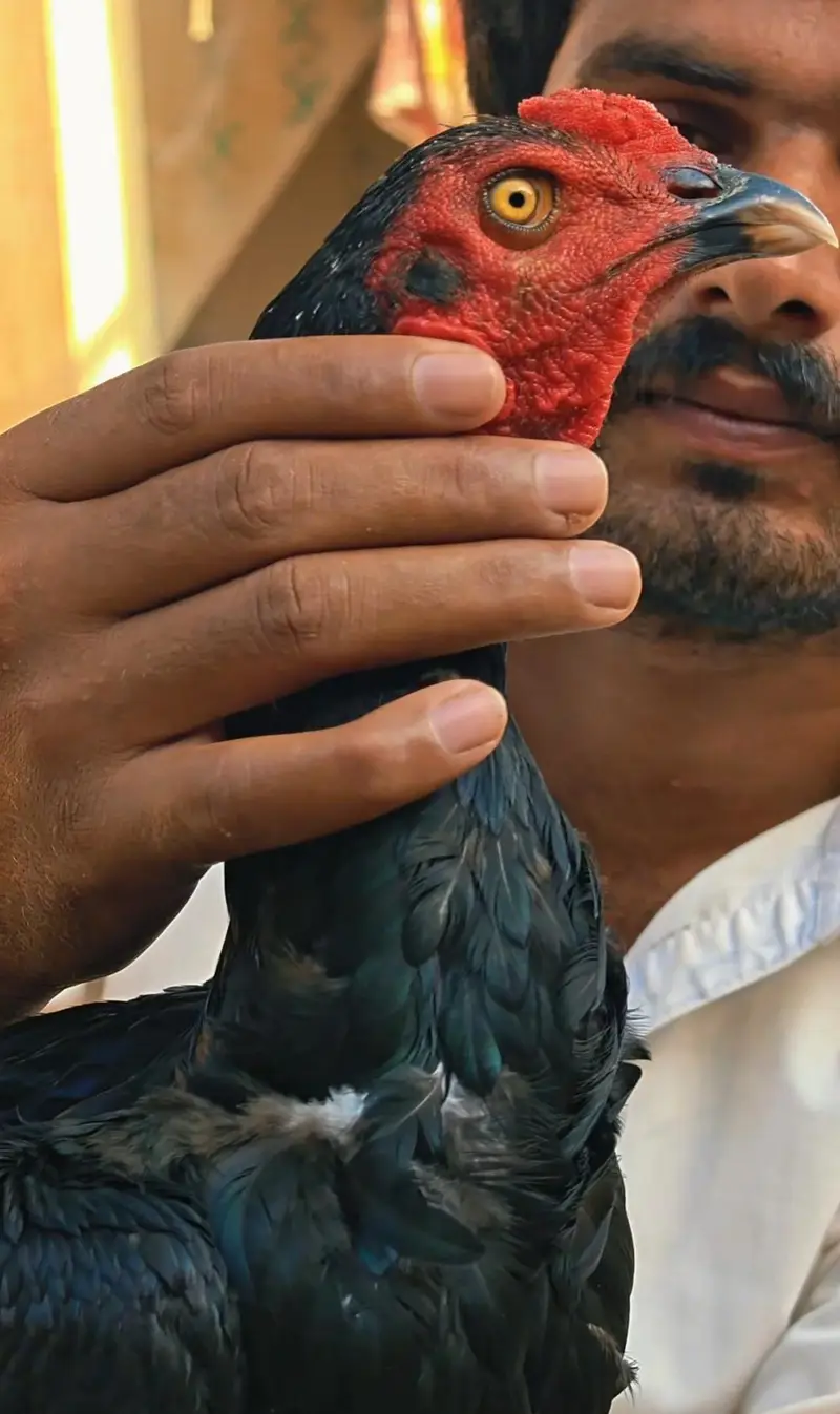 Pakistani aseel plus barmi mushka — photo 3