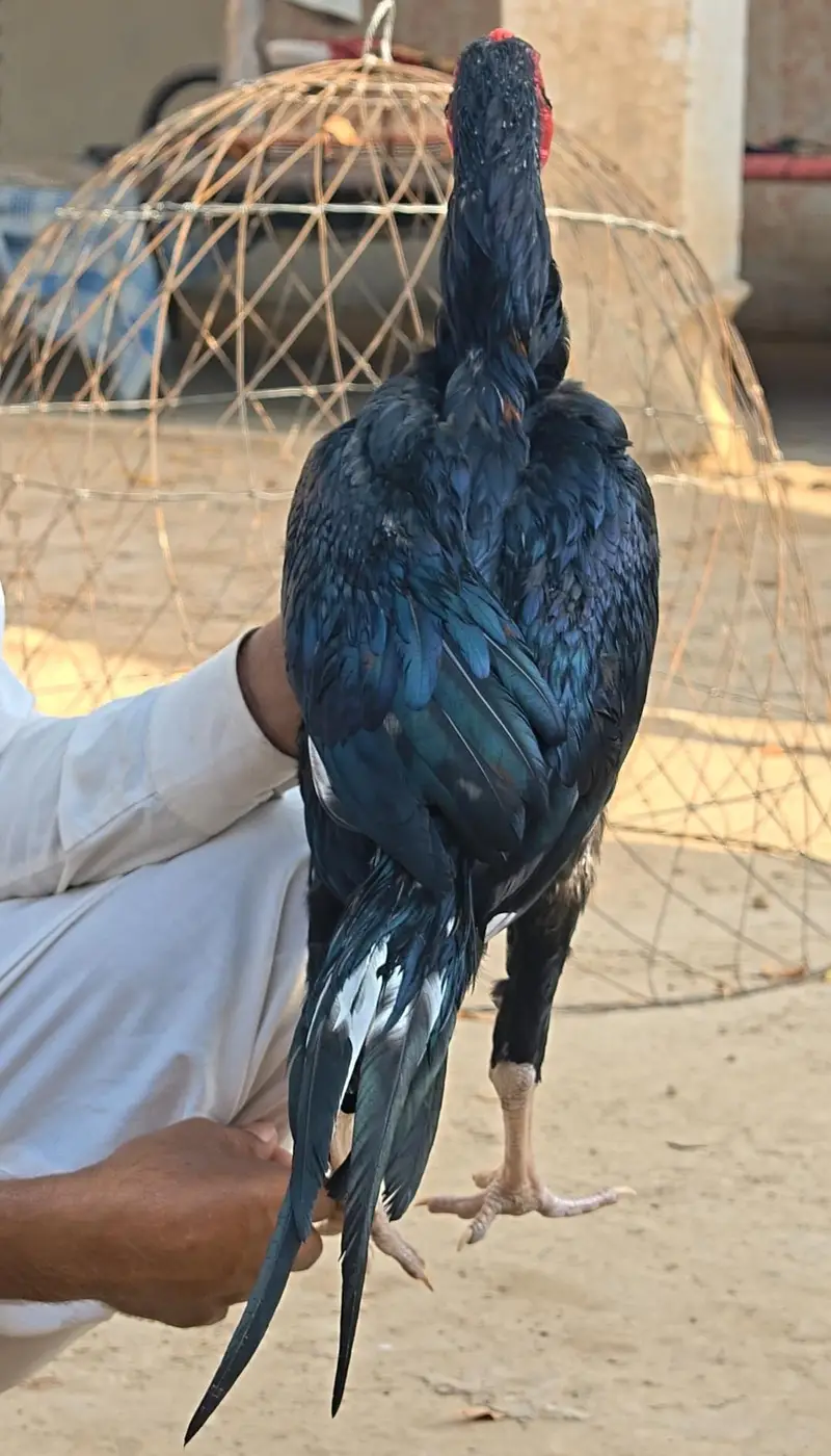 Pakistani aseel plus barmi mushka — photo 4