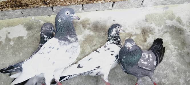 10 breedrs pair for sale