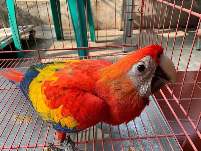 blue macaw parrot chicks for sale contact me 03098424964 — photo 2