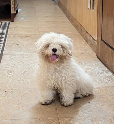 Beautiful Shitzu Female Puppy