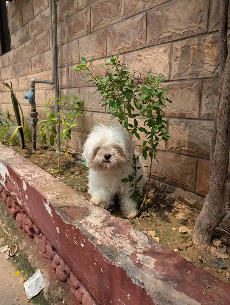 Beautiful Shitzu Female Puppy — photo 2