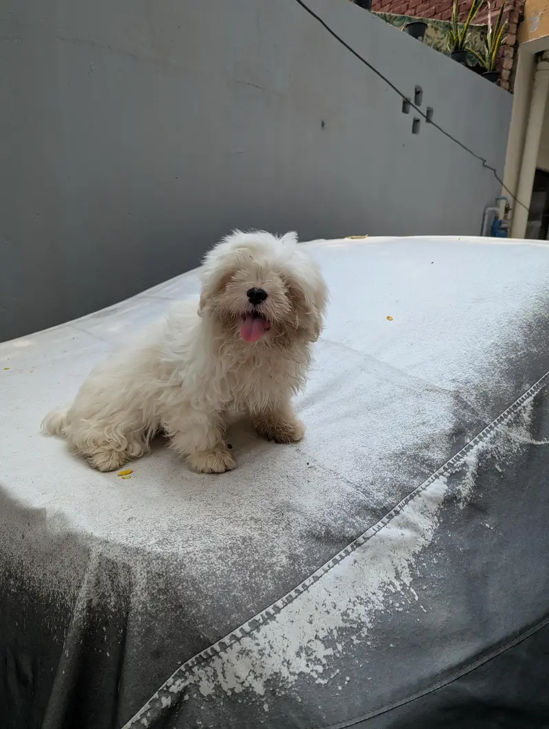 Beautiful Shitzu Female Puppy — photo 3