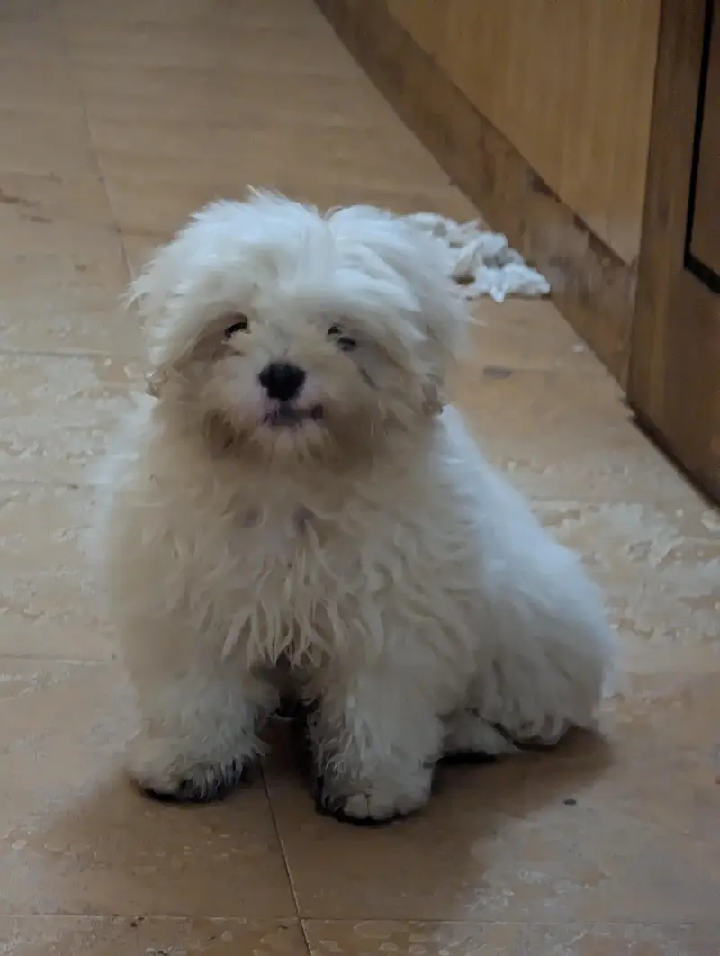 Beautiful Shitzu Female Puppy — photo 4