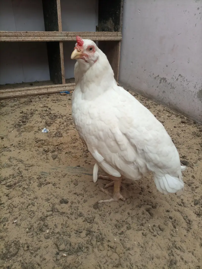 hi quality heri hen — photo 4